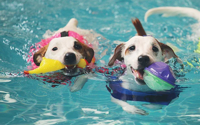 dogs swimming