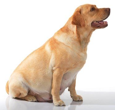 Pregnant Labrador dog