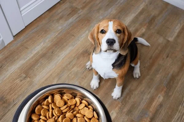 dog being fed kibble