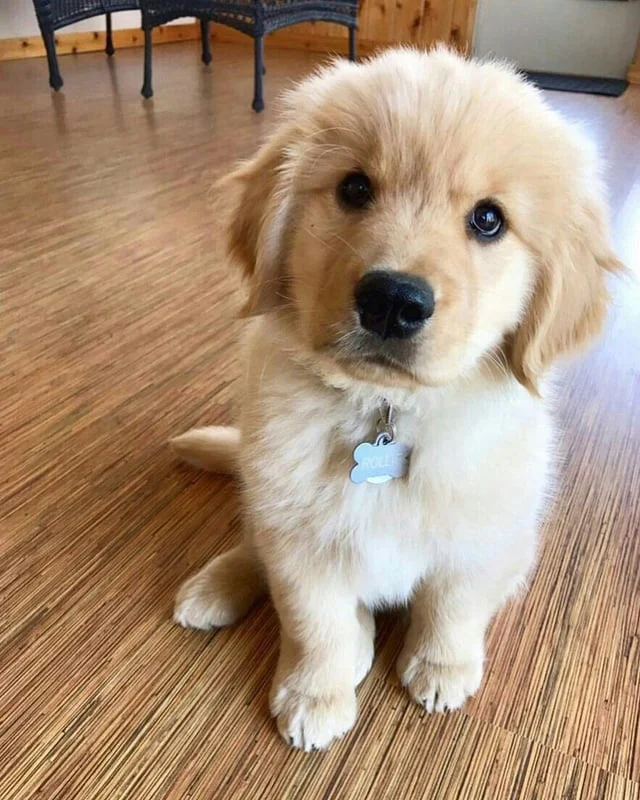 Cute Golden Retriever Puppy