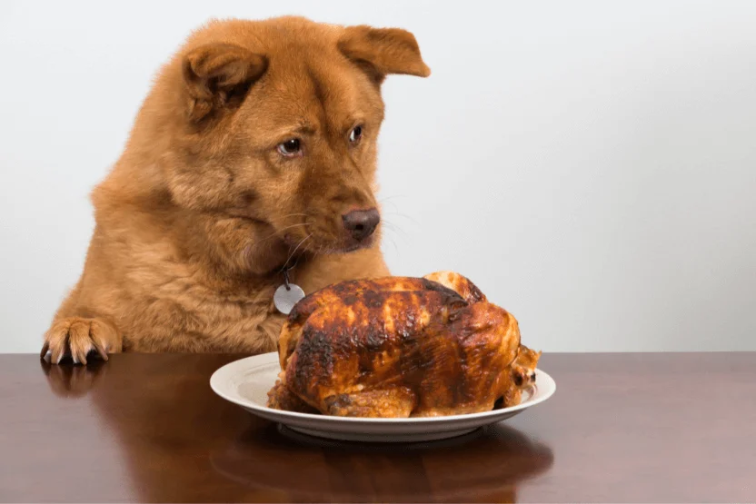 dog eating chicken