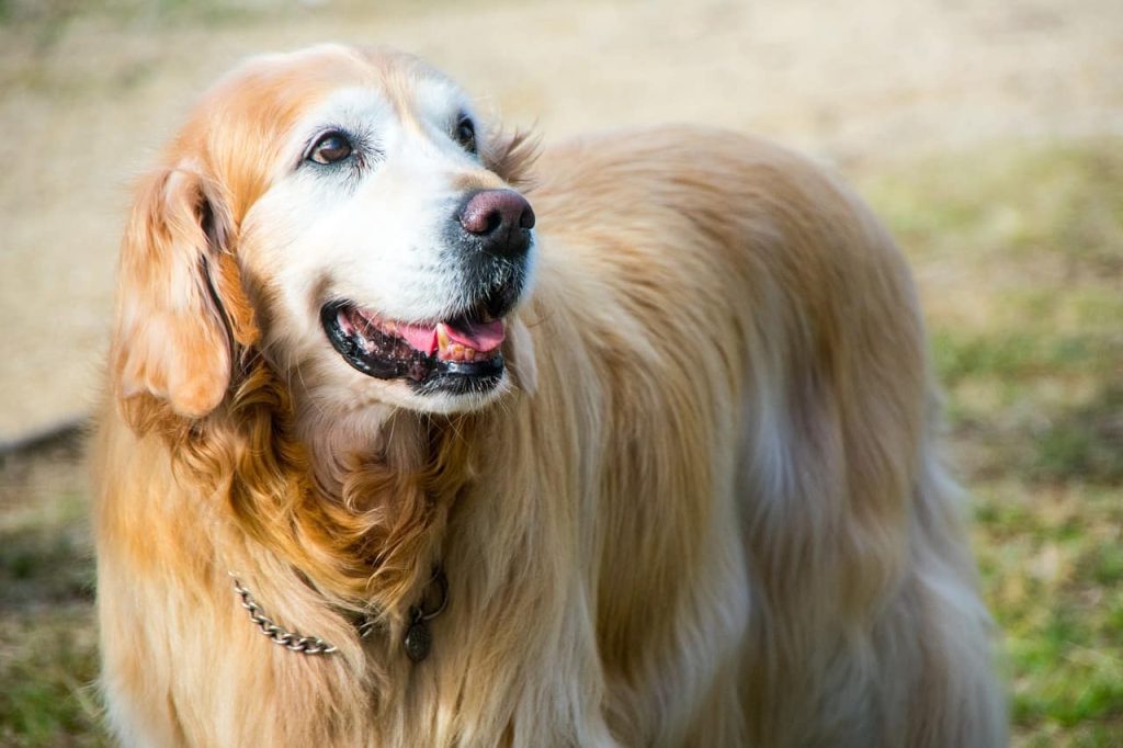 senior Golden Retriever