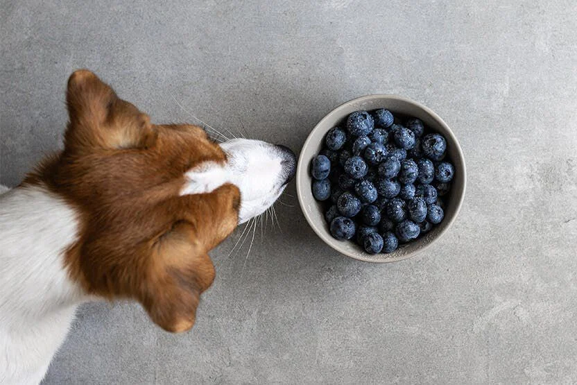 dog eating cancer fighting superfood blueberries