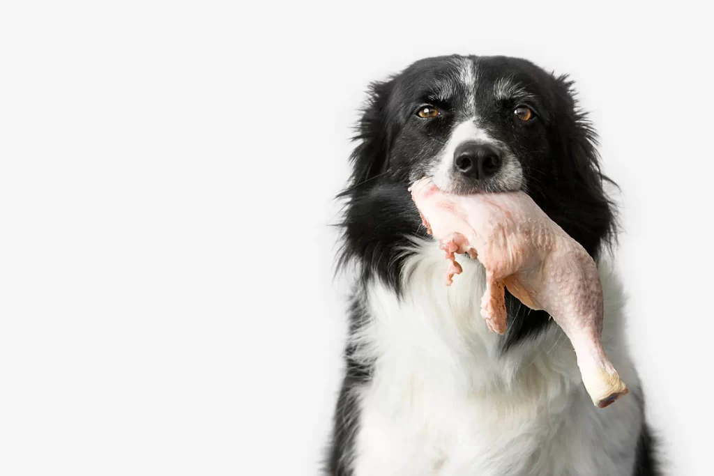 dog eating raw chicken