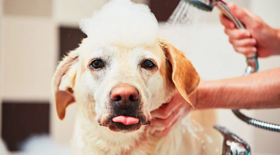 Labrador dog bathing