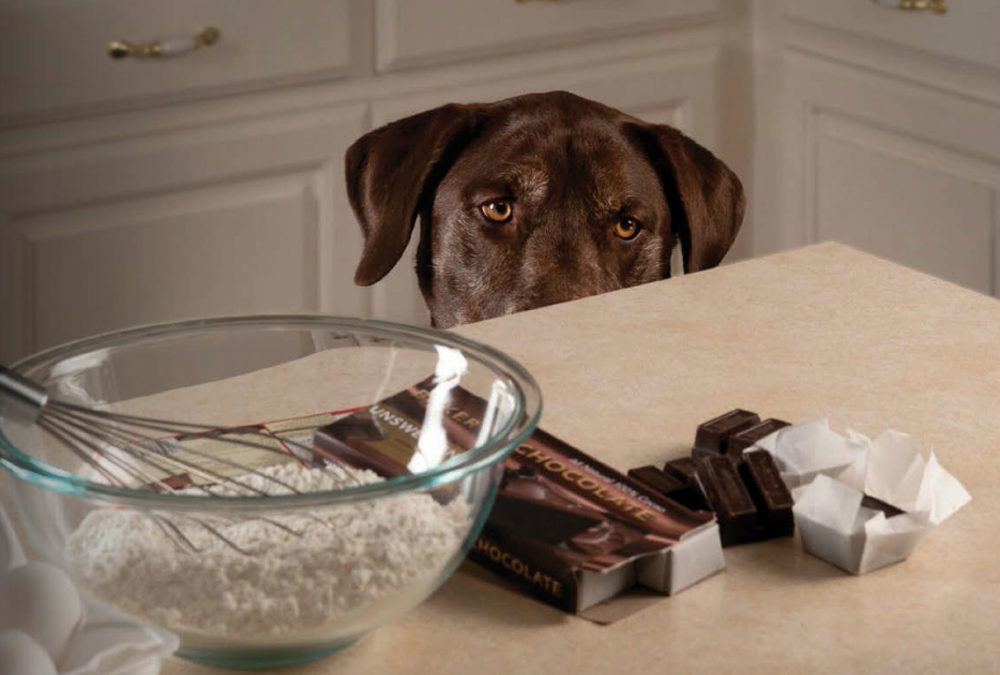 dog looking at chocolate