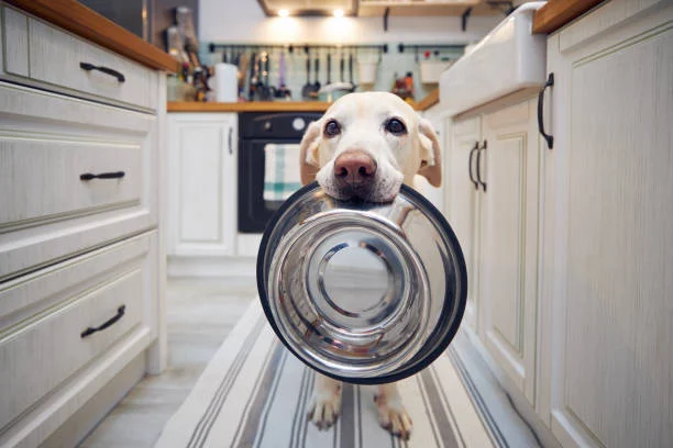 hungry dog waiting with his bowl for food