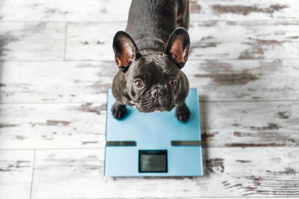 dog on weighing scale