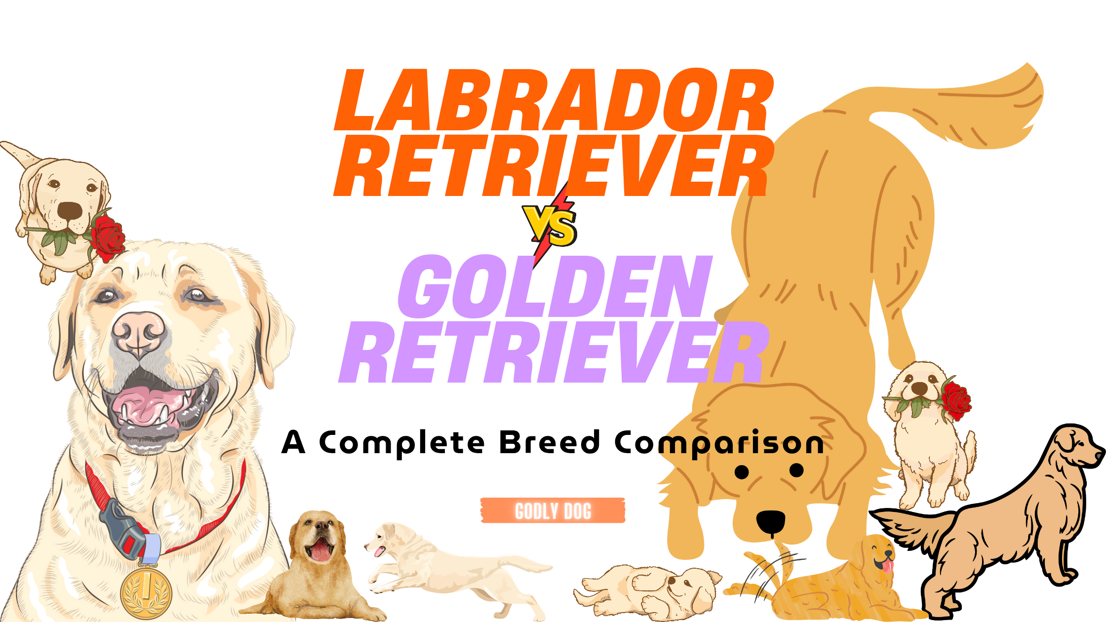 Labrador Retriever vs Golden Retriever: A Complete Breed Comparison