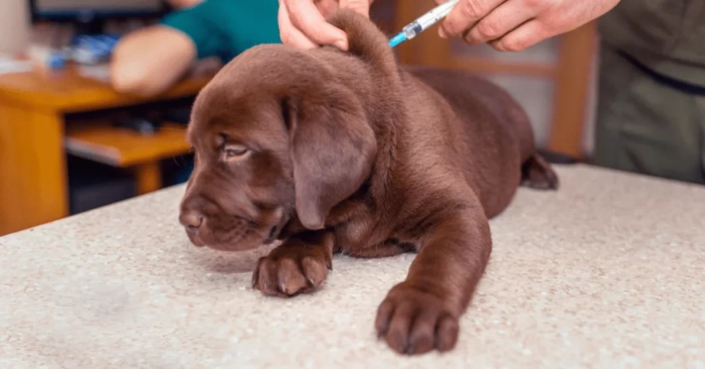 Lab-puppy-getting-a-shot-at-the-vet
