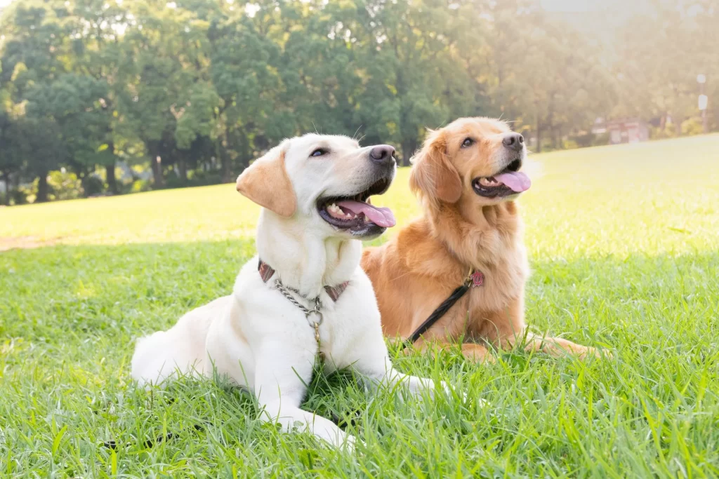 Labrador Retriever vs Golden Retriever