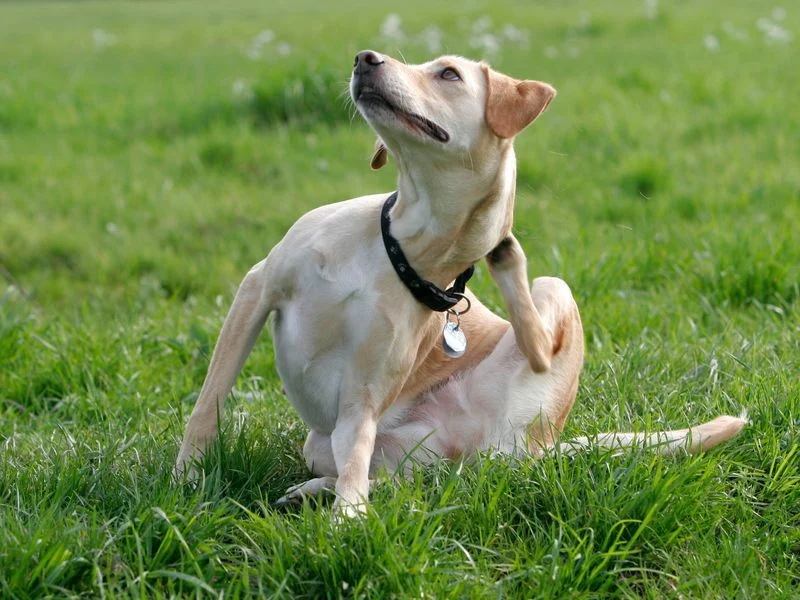 Dog scratching