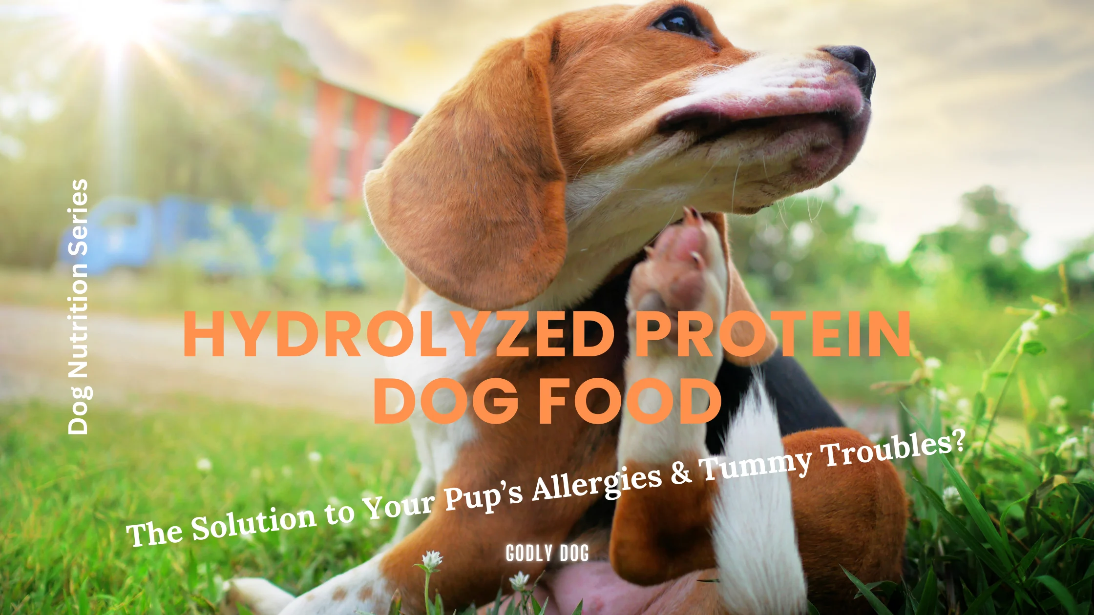 Hydrolyzed Protein Dog Food blog by GodlyDog