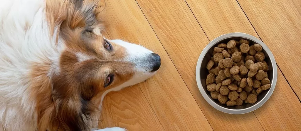 Dog on high protein dog food