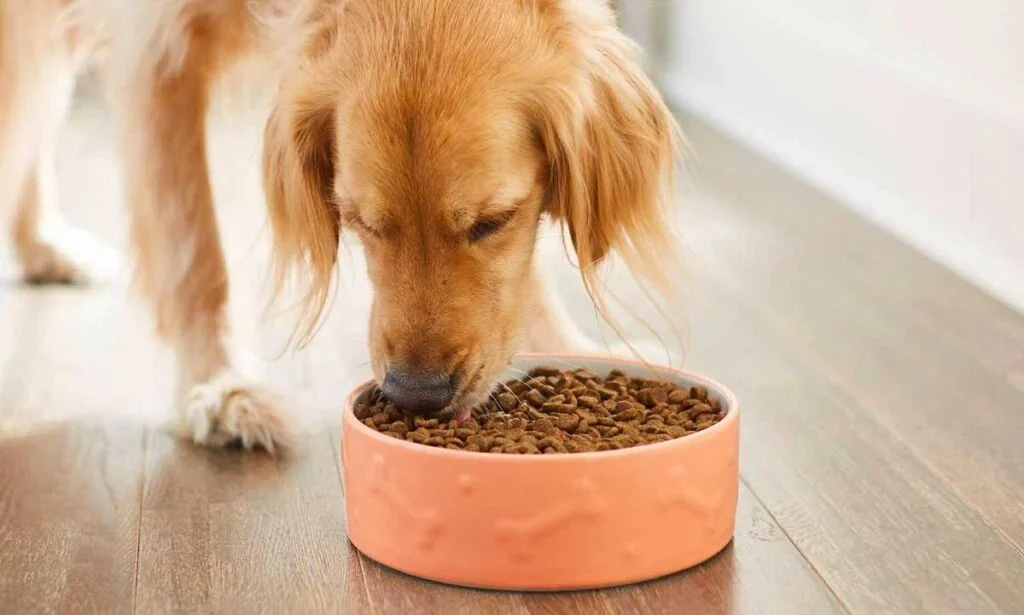Dog eating low protein dog food
