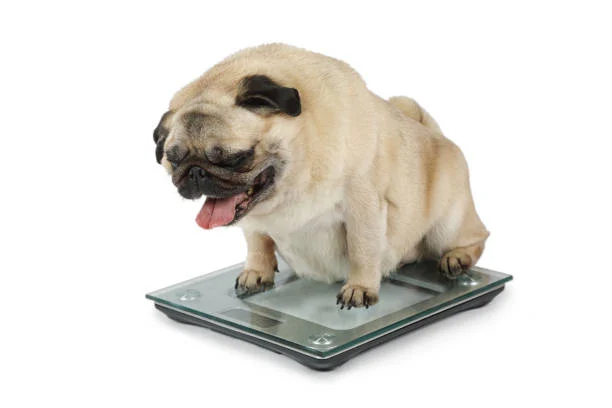 overweight dog