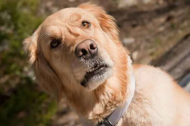 confused dog