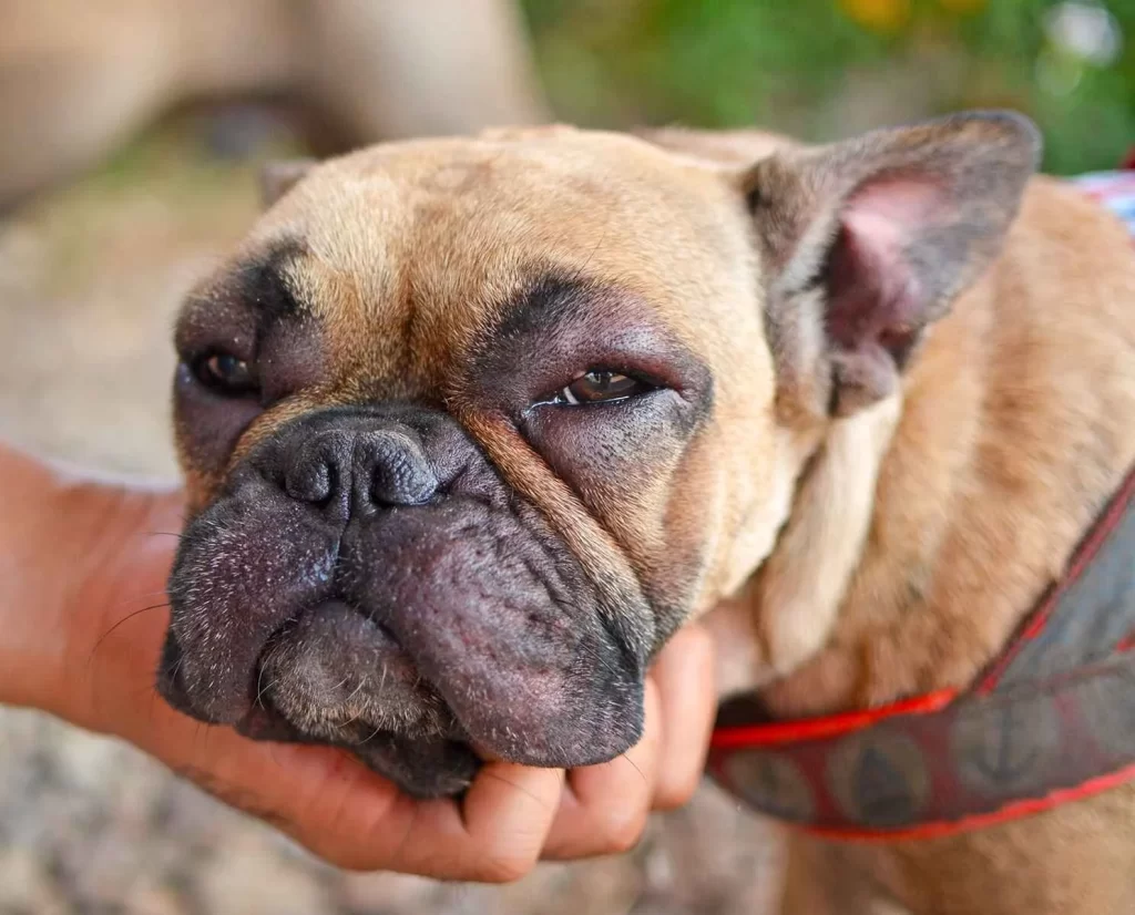 Dog with allergy