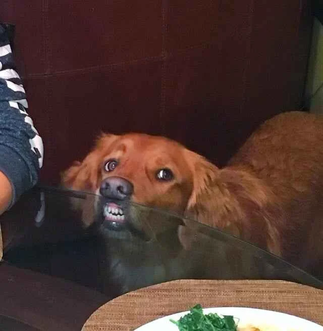 Dog waiting for human food scraps at dining table